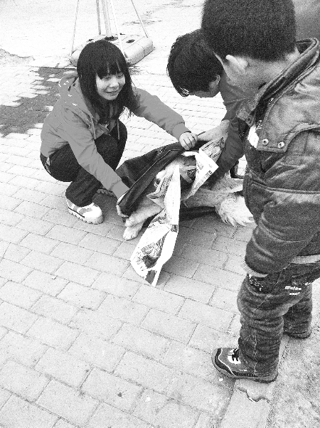 萨摩耶宠物犬被撞死 车主赔偿1500元(图)