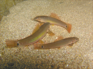 五彩斑斓的水中世界