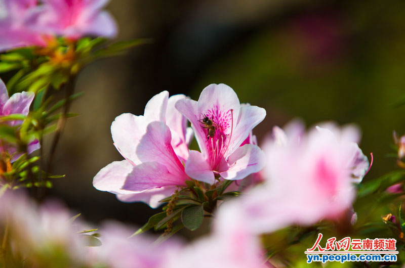 杜鹃花正盛情绽放。摄影:李发兴