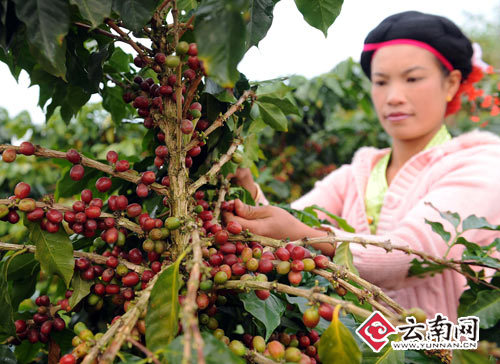 价格暴跌销路难寻 云南咖啡微博甩卖