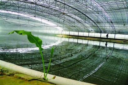 江阴人工养殖刀鱼钻研10年仍难量产