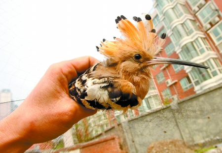 麻雀怎么才能变成凤凰 0c1d000f5fb5b4330e66a4a8c0e24027.jpg