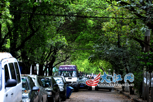 老叶化作“春泥”，嫩绿的新叶郁郁葱葱。