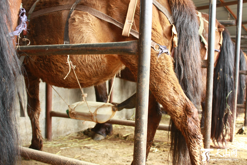 人们将一种特别设制的器具绑在孕马身上，可以使孕马的尿全部收集上来。