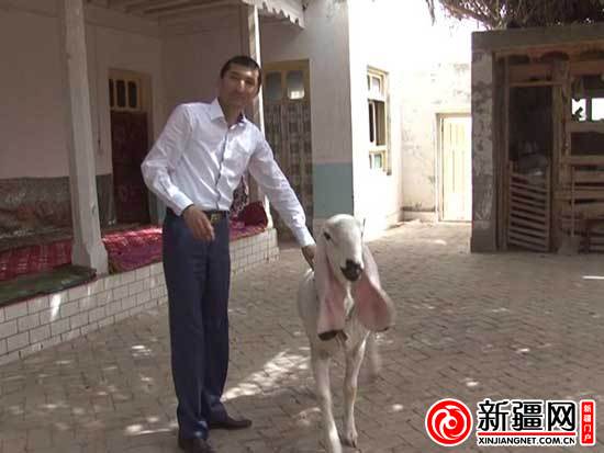 图为瓦格吉尔羊。（通讯员沈波 摄）