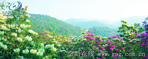 四月杜鹃争奇斗艳