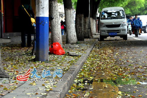 春天里，南昌街头樟树落叶满地。