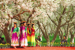 巴旦木树下的美丽少女。