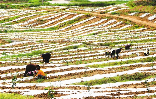 柑橘地里 套种蔬菜