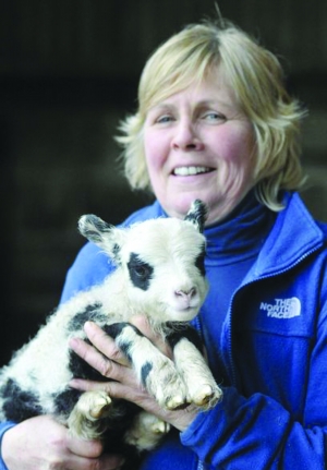 英国繁殖出6只新品种熊猫羔羊