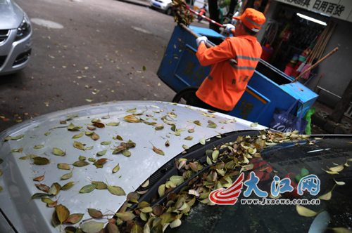 只要有樟树，落叶便无处不在。