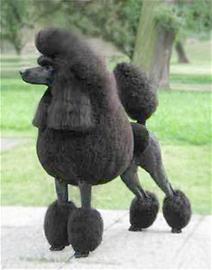 剪尾巴、剪耳朵、切声带 宠物犬美容看上去很