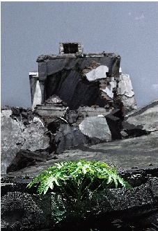 北川老县城的废墟上,随处可见茁壮生长的植物.