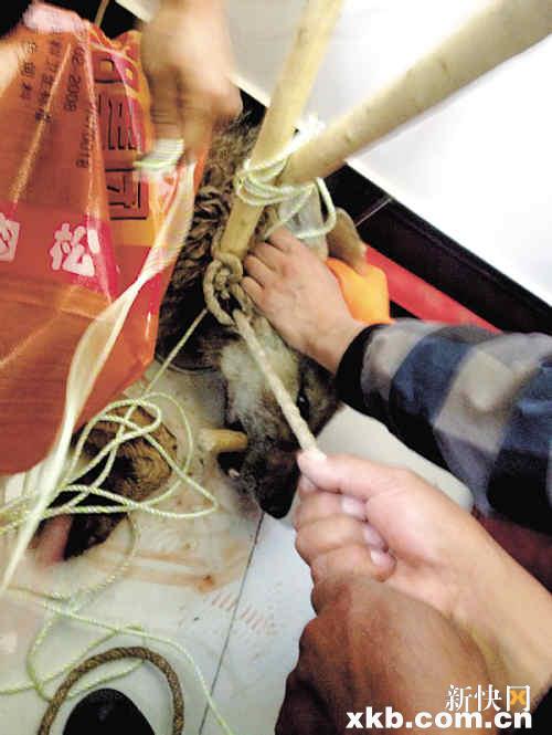 青海省黄南州政府办公室跑来一只狼_资讯频道