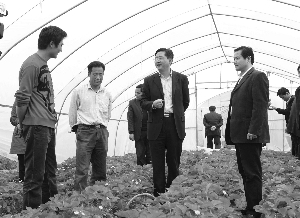 邳州市委书记冯其谱(右二)在种植户的大棚里 邳州市委宣传部供图