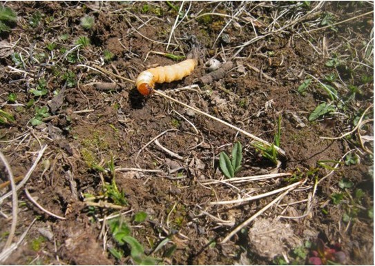 未变成虫草的蝙蝠蛾幼虫