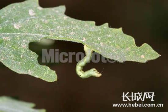 衡水市部分路段的杨树变光杆儿，害虫为春尺蠖。（资料图片）