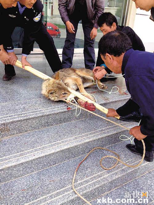 青海省黄南州政府办公室跑来一只狼