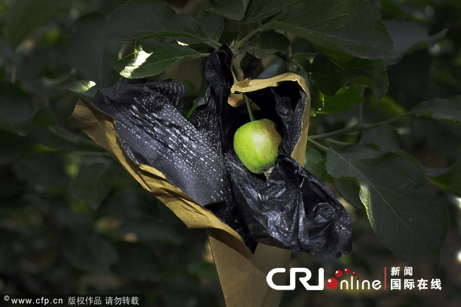 2012年5月31日，山东烟台，记者调查红富士套药袋事件。招远S304省道边的一处苹果园，葡萄大小的小苹果包裹在药袋里，药袋黑色内膜上的白色颗粒就是“药”。