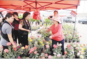 赏花、买花,乐在其中。记者杜文蕾摄