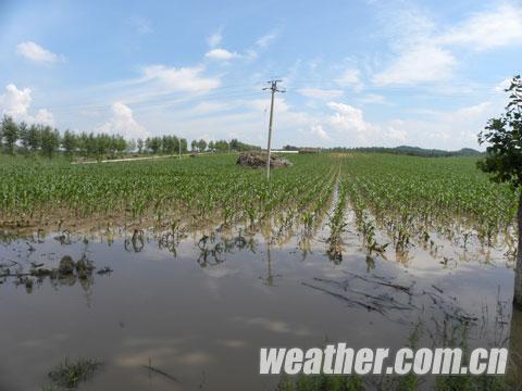 雨后农田出现积水。（摄影：于琳琳）