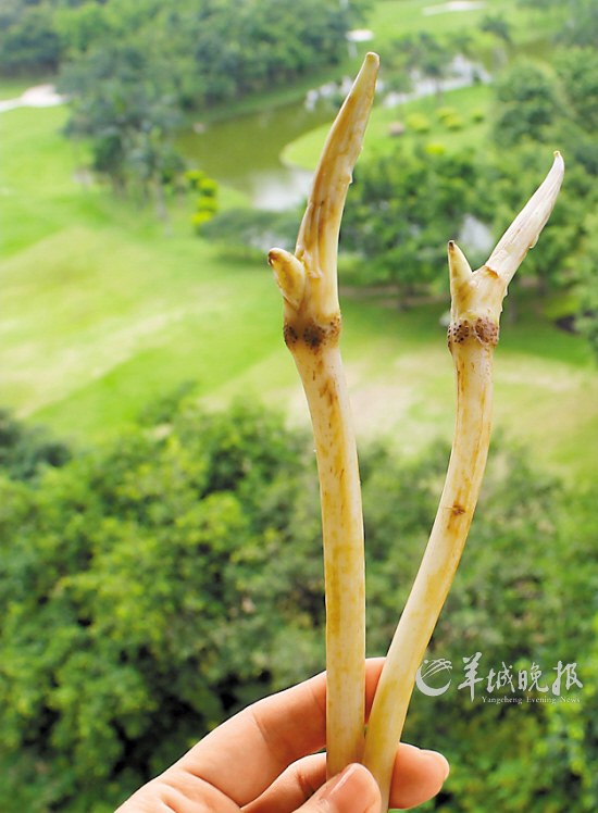 尖尖的部位，有点像兰花