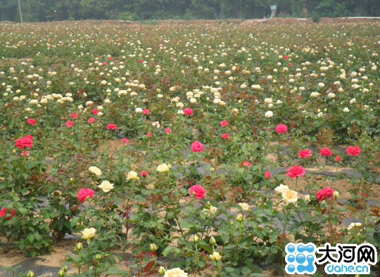 遂平成豫南最大花木基地 千余亩熏衣草竞相开