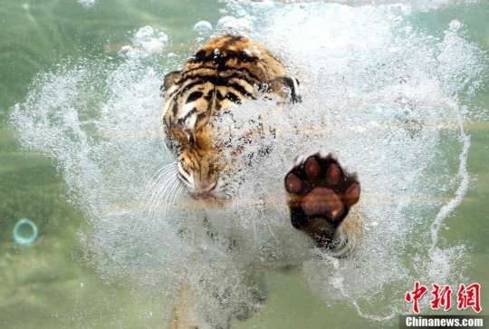 夏至日来临猛虎水中扑食缓解暑气