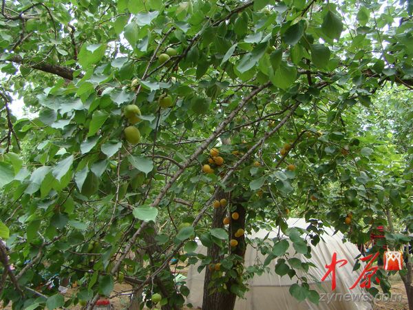 目前已发展出10多个品种，亩均收入5000元