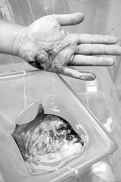 竟然被3条凶猛的鱼攻击,其中一条鱼突然咬住张先生的手掌不放