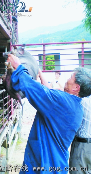 大学毕业后，他选择回乡养香猪