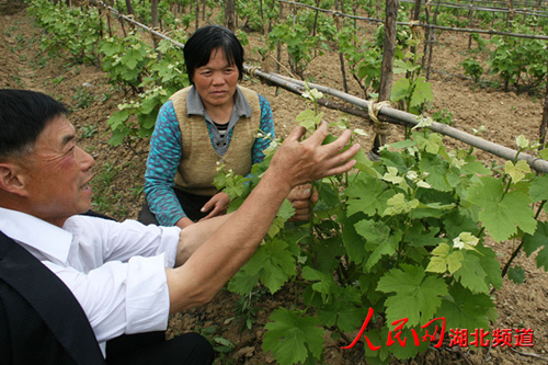 4月29日，肖高升（左）指导竹溪县水坪镇付修成爱人管理葡萄。
