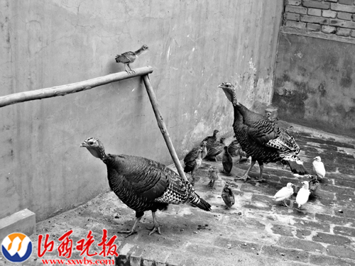 代孵小孔雀火鸡“妈妈”很尽心(图)_资讯频道_凤凰网