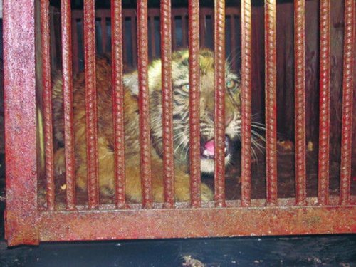小老虎被关进笼内，随后送往动物园