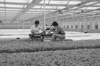 □刘海滨 张海峰 报道 曲堤镇一处现代化黄瓜育苗基地。