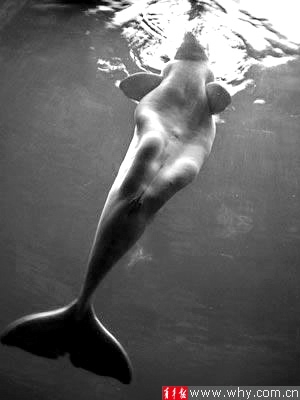 美国海洋局声明美人鱼不存在 海牛白鲸都曾被错认(图)_资讯频道_凤凰网