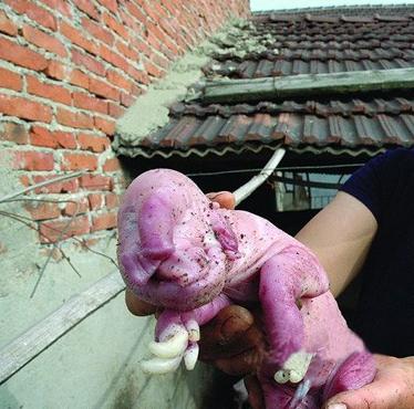 盘点恐怖诡异的变异动物