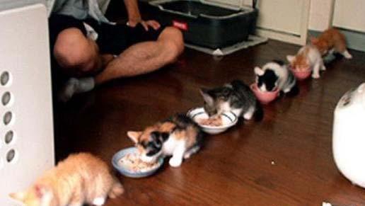 可爱动物排排站