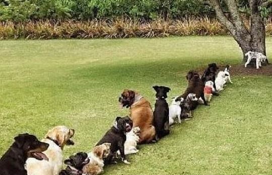 可爱动物排排站