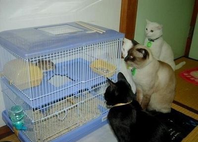 动物离奇悲催时刻