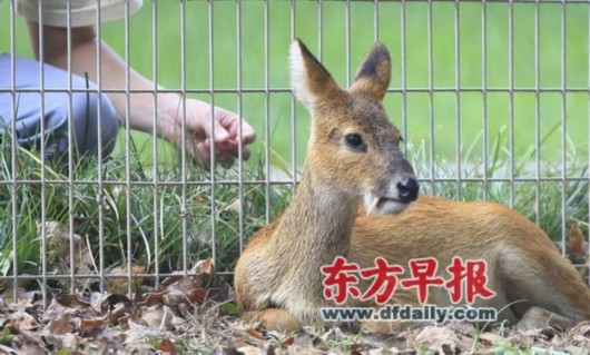 川沙华夏公园,一名游客在给獐拍照时尝试用小树枝去逗它。