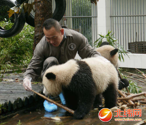 林保怡拿竹笋喂养大熊猫