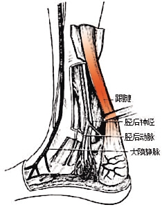 跟腱 胫后神经 胫后动脉 大隐静脉