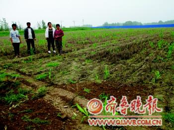 　　.村民站在玉米地前,后面是光秃秃一片。