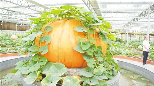 南川打造乡村旅游大观园