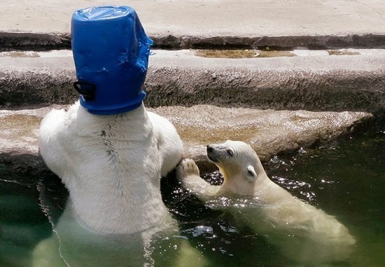 动物离奇悲催时刻