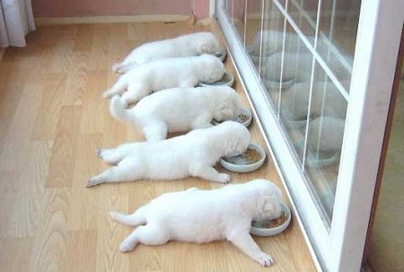 可爱动物排排站