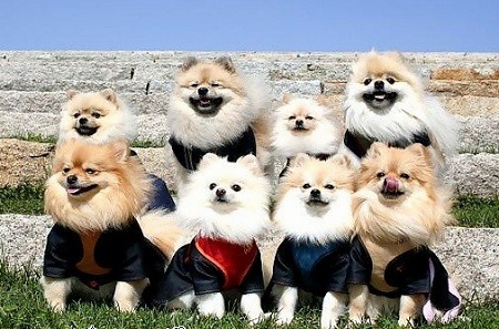 可爱动物排排站