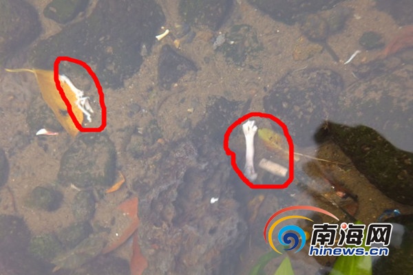 　　冷泉水底经常有游人吃剩丢弃的鸡鸭爪骨头(南海网见习记者刘莎网络截图)