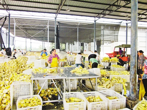 荣昌麻竹笋产量价格均创新高